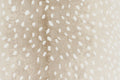 Nessa - 73 Sand Rectangular 4'0''x6'0''
